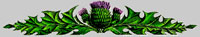 Scots thistle