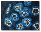 oil paintings