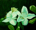 online artist
